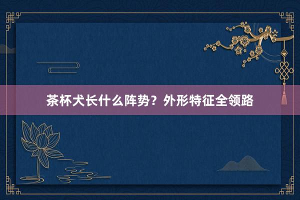 茶杯犬长什么阵势？外形特征全领路